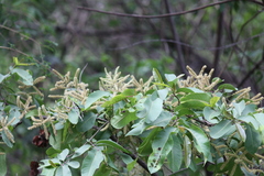 Terminalia crenulata